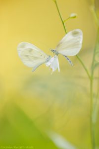 Leptidea sinapis / Tintenfleck-Weißling / Wood white