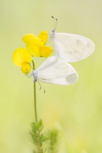 Tintenfleck-Weißling/ Leptidea/ Wood white