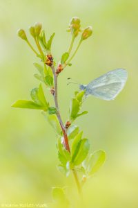 Leptidea sinapis / Tintenfleck-Weißling / Wood white