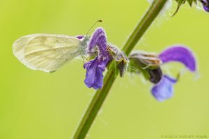 Leptidea sinapis / Tintenfleck-Weißling / Wood white