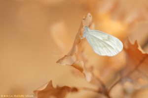 Leptidea sinapis / Tintenfleck-Weißling / Wood white