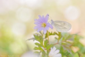 Leptidea sinapis / Tintenfleck-Weißling / Wood white