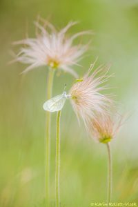 Leptidea sinapis / Tintenfleck-Weißling / Wood white