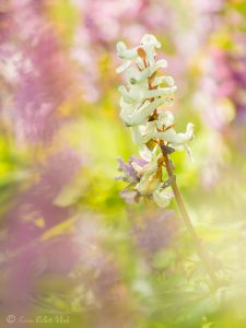 Corydalis solida / Gefingerter Lerchensporn