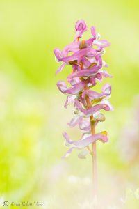 Corydalis solida / Gefingerter Lerchensporn