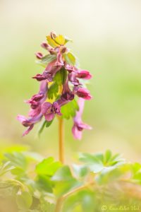 Corydalis solida / Gefingerter Lerchensporn