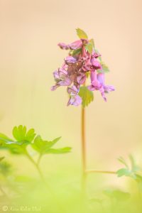 Corydalis solida / Gefingerter Lerchensporn