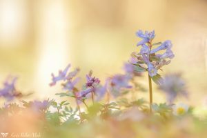 Corydalis solida / Gefingerter Lerchensporn