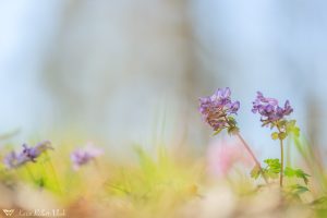 Corydalis solida / Gefingerter Lerchensporn