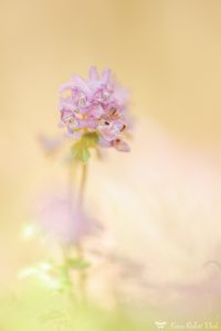 Corydalis solida / Gefingerter Lerchensporn