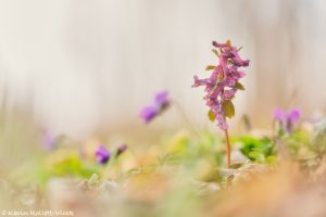 Corydalis solida / Gefingerter Lerchensporn