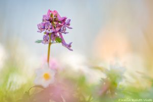 Corydalis solida / Gefingerter Lerchensporn