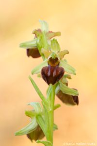 Ophrys sphegodes / Große Spinnen-Ragwurz / Early Spider Orchid