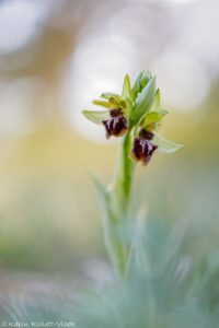 Ophrys sphegodes / Große Spinnen-Ragwurz / Early Spider Orchid