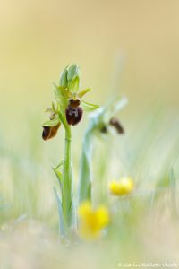 Ophrys sphegodes / Große Spinnen-Ragwurz / Early Spider Orchid