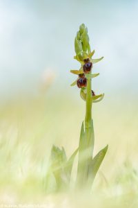 Ophrys sphegodes / Große Spinnen-Ragwurz / Early Spider Orchid