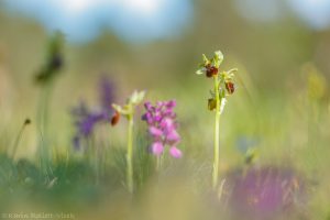 Ophrys sphegodes / Große Spinnen-Ragwurz / Early Spider Orchid