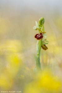 Ophrys sphegodes / Große Spinnen-Ragwurz / Early Spider Orchid