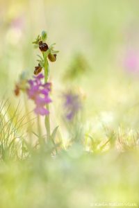 Ophrys sphegodes / Große Spinnen-Ragwurz / Early Spider Orchid