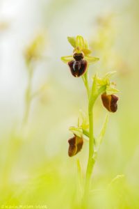 Ophrys sphegodes / Große Spinnen-Ragwurz / Early Spider Orchid