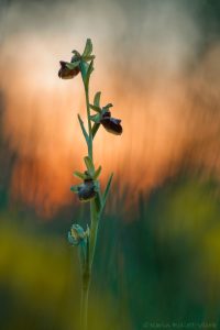 Ophrys sphegodes / Große Spinnen-Ragwurz / Early Spider Orchid