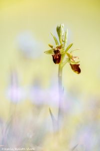 Ophrys sphegodes / Große Spinnen-Ragwurz / Early Spider Orchid