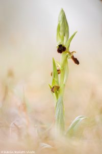 Ophrys sphegodes / Große Spinnen-Ragwurz / Early Spider Orchid