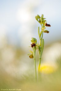 Ophrys sphegodes / Große Spinnen-Ragwurz / Early Spider Orchid