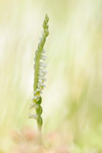 Spiranthes spiralis / Herbst-Drehwurz