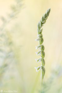 Spiranthes spiralis / Herbst-Drehwurz