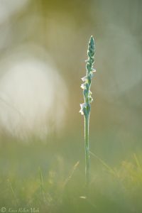 Spiranthes spiralis / Herbst-Drehwurz