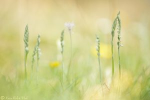 Spiranthes spiralis / Herbst-Drehwurz