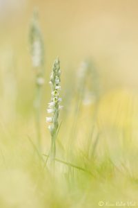 Spiranthes spiralis / Herbst-Drehwurz