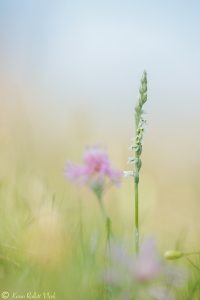 Spiranthes spiralis / Herbst-Drehwurz