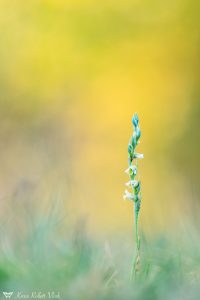 Spiranthes spiralis / Herbst-Drehwurz