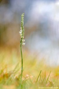 Spiranthes spiralis / Herbst-Drehwurz