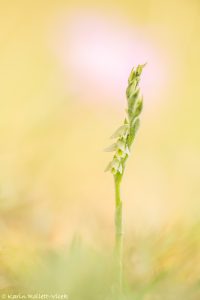 Spiranthes spiralis / Herbst-Drehwurz