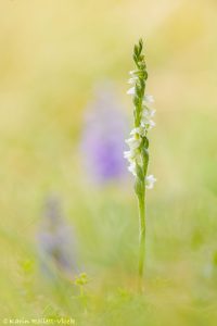 Spiranthes spiralis / Herbst-Drehwurz