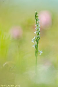 Spiranthes spiralis / Herbst-Drehwurz