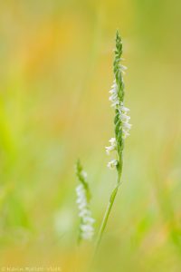 Spiranthes spiralis / Herbst-Drehwurz