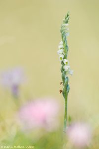 Spiranthes spiralis / Herbst-Drehwurz