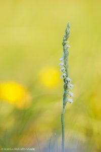 Spiranthes spiralis / Herbst-Drehwurz