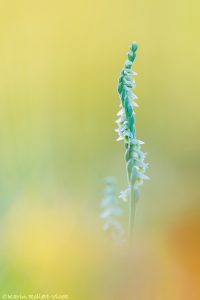 Spiranthes spiralis / Herbst-Drehwurz