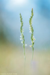 Spiranthes spiralis / Herbst-Drehwurz