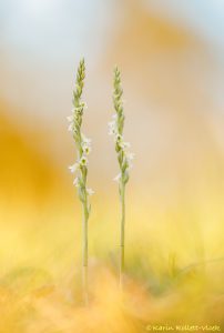 Spiranthes spiralis / Herbst-Drehwurz