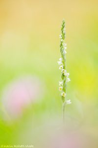 Spiranthes spiralis / Herbst-Drehwurz