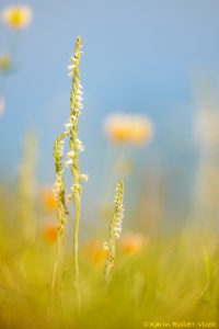 Spiranthes spiralis / Herbst-Drehwurz