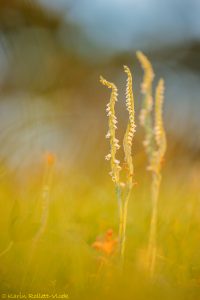 Spiranthes spiralis / Herbst-Drehwurz