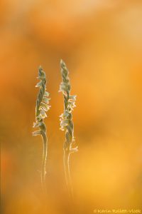 Spiranthes spiralis / Herbst-Drehwurz