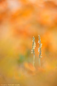 Spiranthes spiralis / Herbst-Drehwurz